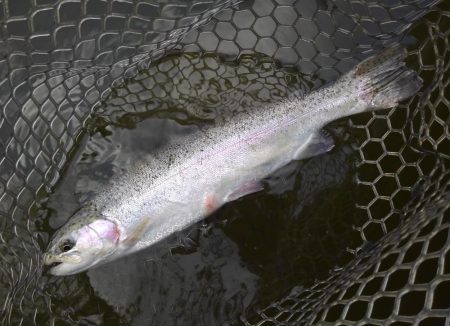 大安トラウトレイク 釣果